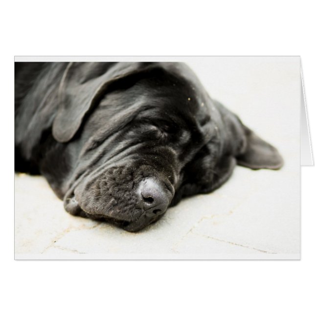 Mastiff napolitain (Devant horizontal)
