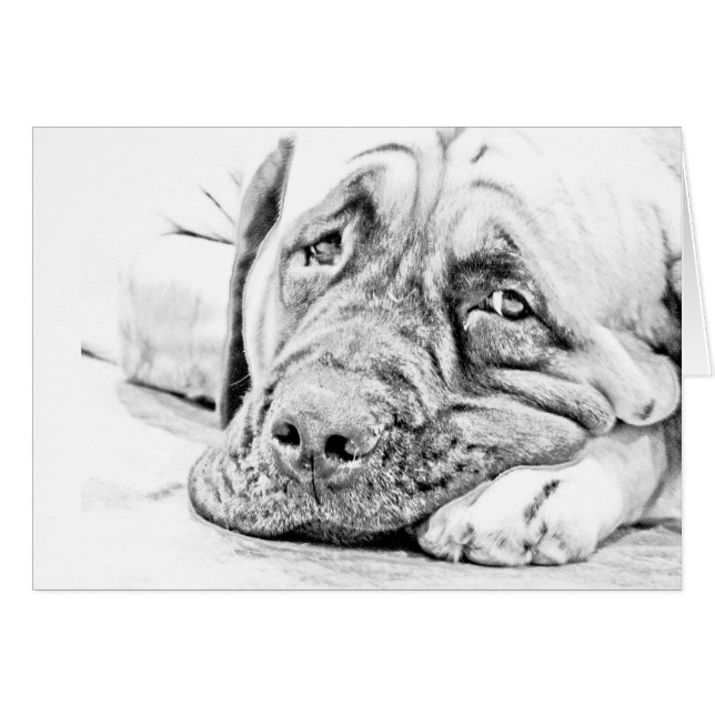 Mastiff paresseux (Devant horizontal)
