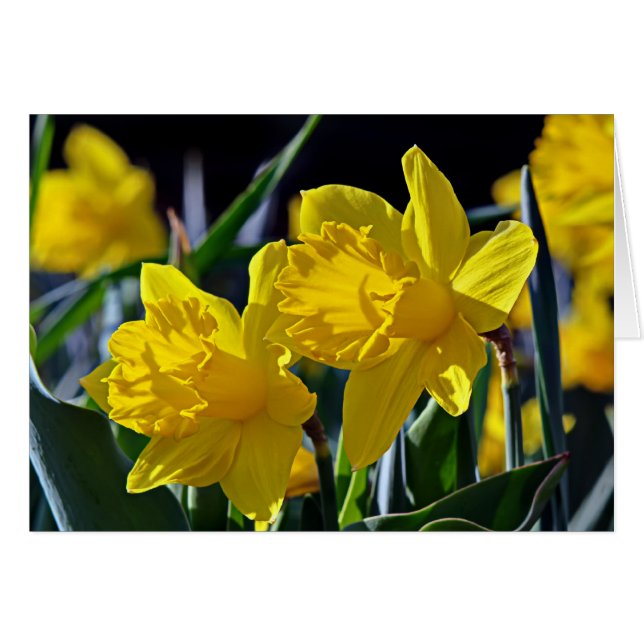 Mates jaunes (Devant horizontal)