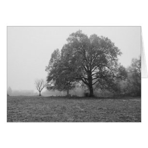 Matin Automnal Brumeux en Niveaux de Gris