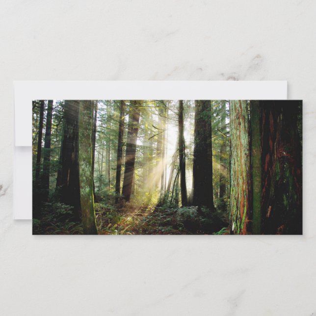 Matin de Redwood (Devant)