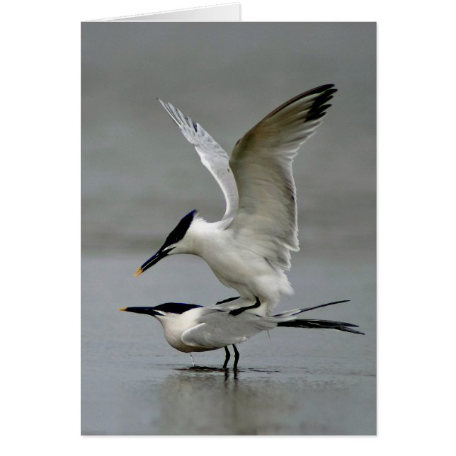 Mating Sandwich Terres (Devant)