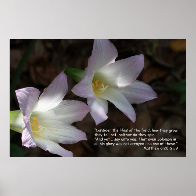 Matthieu 6:28 & 29 Ecriture Poster (Devant)