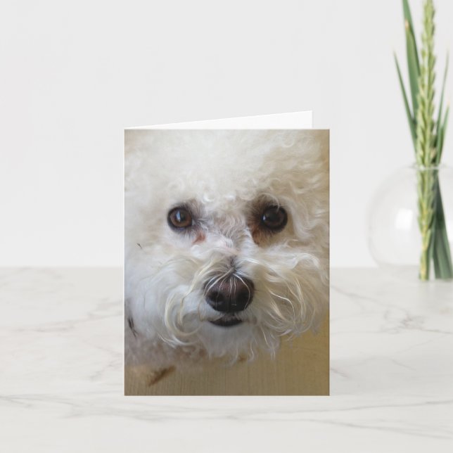 Mattie - Bichon Frise Carte pour notes (Devant)