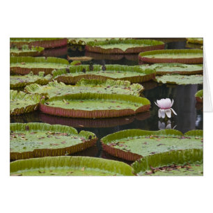 Maurice, Pamplemousses, SSR Botanique