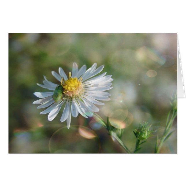 Mauvaise herbe de septembre avec Bokeh (Devant horizontal)