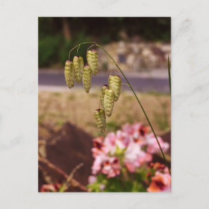 Mauvaises herbes dans ma carte postale de jardin