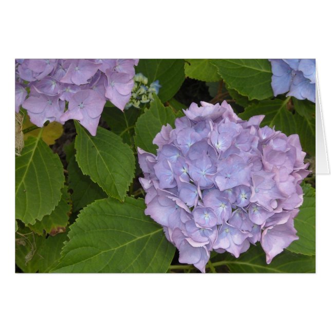 Mauve Hydrangea (Devant horizontal)