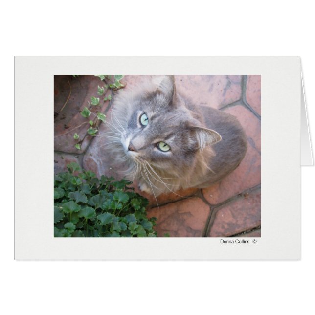 Max le chat   #-3 (Devant Horizontal)