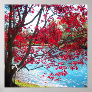 Maymont Gardens Red Maple Tree Virginia Poster Art