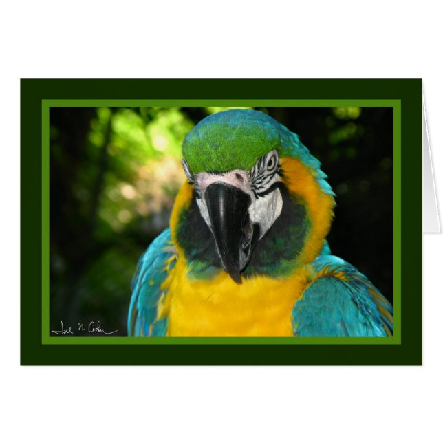 McCaw (Devant horizontal)