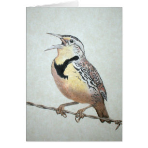 Meadowlark