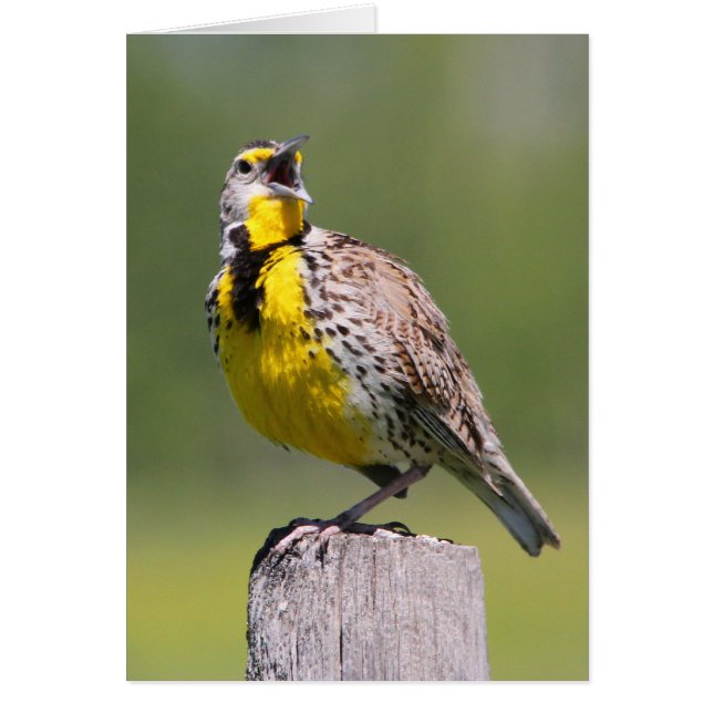 Meadowlark occidental (Devant)