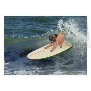 Mec Pug Surfeur