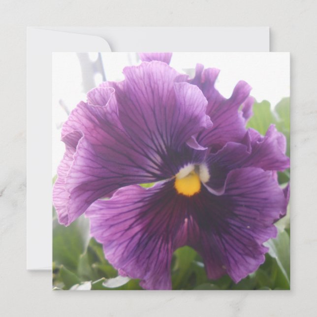 Mecteld bleu (Devant)