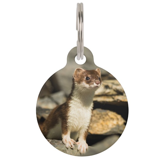 Médaillon Pour Animaux Alerte Weasel (Devant)