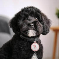 Caniche rose