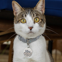 Cercles bleu marine et rose rétro/milieu du siècle