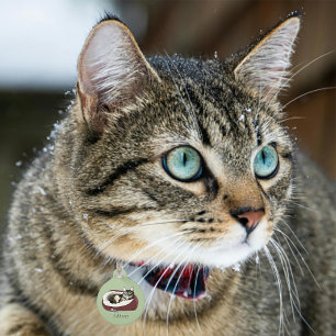 Médaillon Pour Animaux Chat Tabby Laziness Sarcasme Vert Sauge Sage