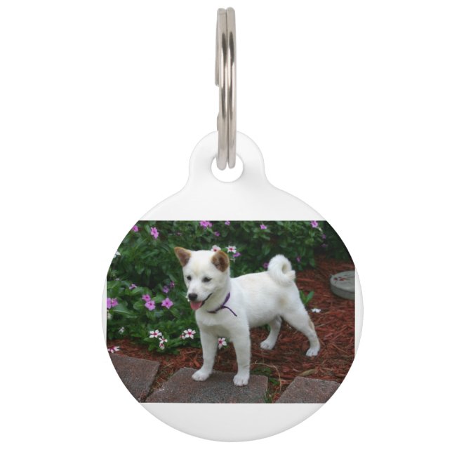 Médaillon Pour Animaux chiba-inu-crème (Devant)