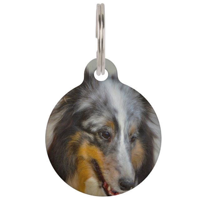 Médaillon Pour Animaux Chien à moutons des Shetland. (Devant)