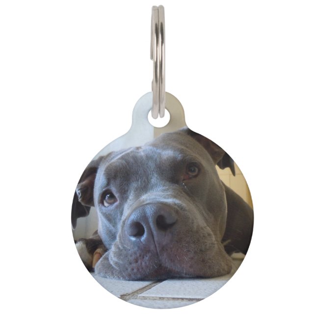 Médaillon Pour Animaux Chien Brown Editable de Pitbull (Devant)