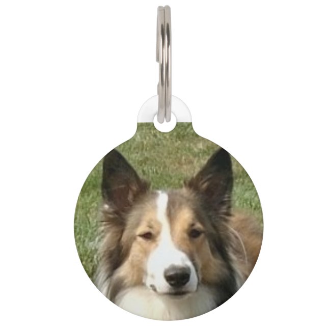 Médaillon Pour Animaux Chien Collie écossais. (Devant)