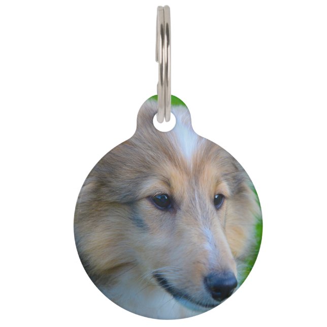 Médaillon Pour Animaux Chien de berger des Shetland. (Devant)