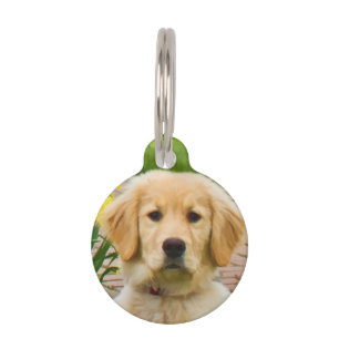 Médaillon Pour Animaux Chien de golden retriever
