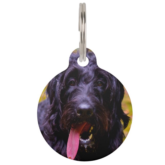 Médaillon Pour Animaux Chien de Labradoodle. (Devant)