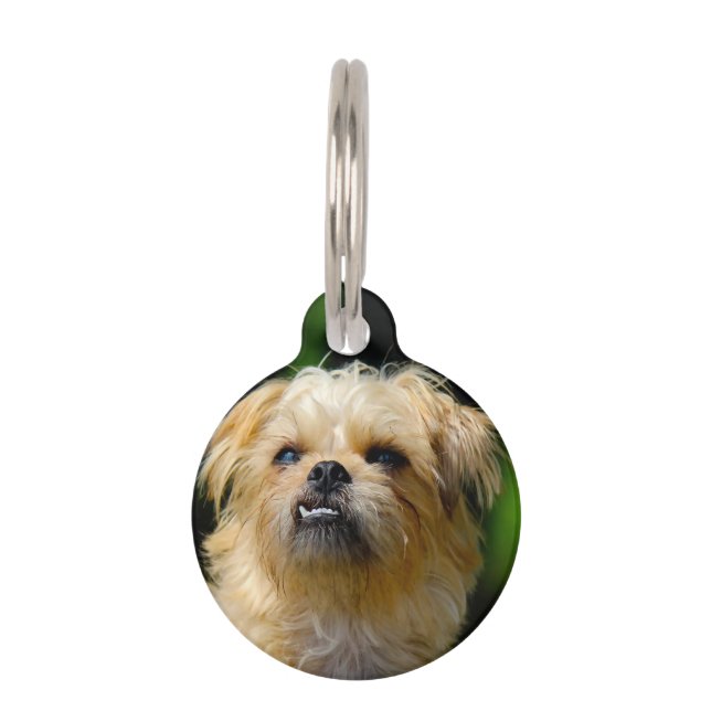 Médaillon Pour Animaux Chien Griffon (Devant)