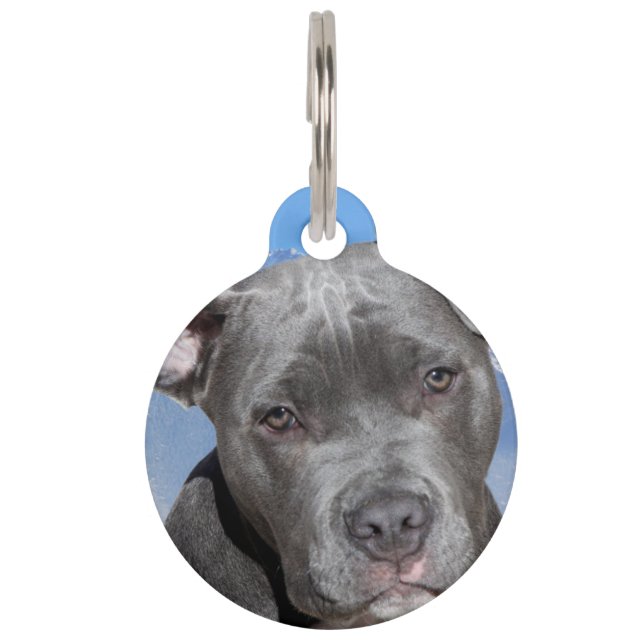 Médaillon Pour Animaux Chien Terrier Pit Bull. (Devant)