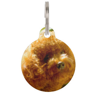 Médaillon Pour Animaux Chiens Caniches.