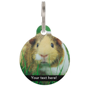 Médaillon Pour Animaux Cobaye