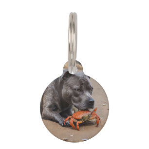 Médaillon Pour Animaux "Copains de plage : un Staffy et son compagnon cra
