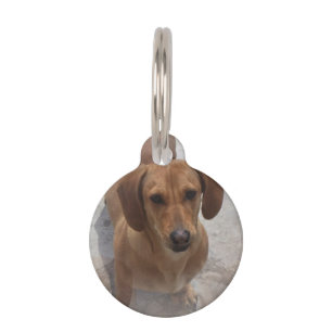 Médaillon Pour Animaux daschund-14