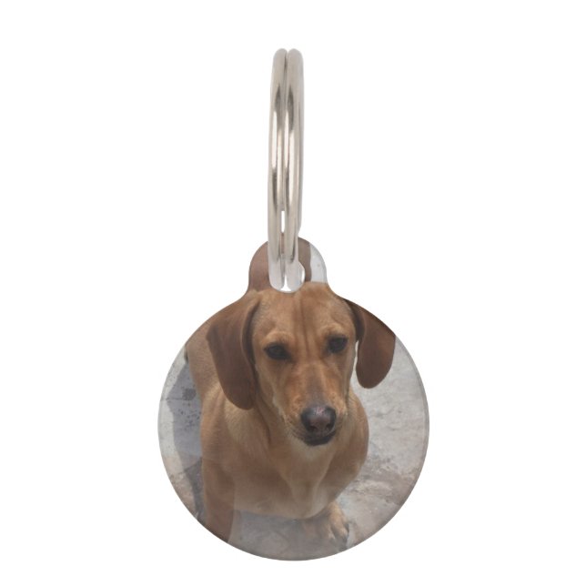 Médaillon Pour Animaux daschund-14 (Devant)