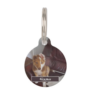 Médaillon Pour Animaux Détails de l'animal et photo
