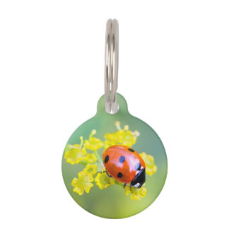 Médaillon Pour Animaux femme au sommet