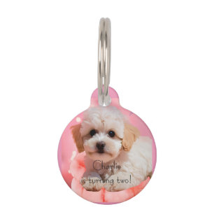 Médaillon Pour Animaux Joyeux Anniversaire Chien Faisons la Fête