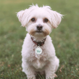 Médaillon Pour Animaux Nom de l'animal personnalisé Turquoise Monogramme
