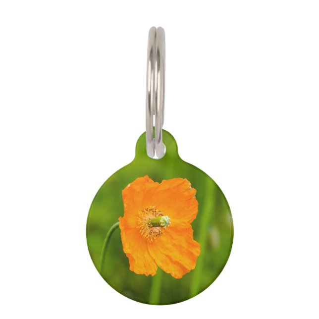 Médaillon Pour Animaux Orange Poppy Flower Nom Photo Et Numéro De Télépho (Devant)