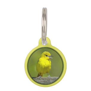 Médaillon Pour Animaux Orchard Oriole - Photo originale