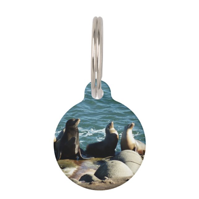 Médaillon Pour Animaux Otaries de San Diego (Devant)