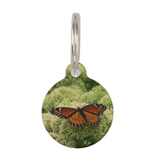 Médaillon Pour Animaux Papillon Viceroy Belle photographie de la nature