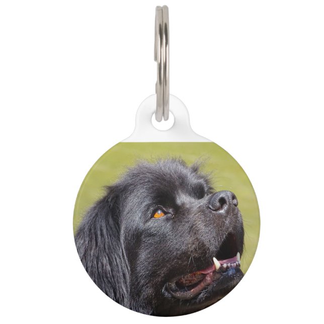 Médaillon Pour Animaux Terre-Neuve. (Devant)