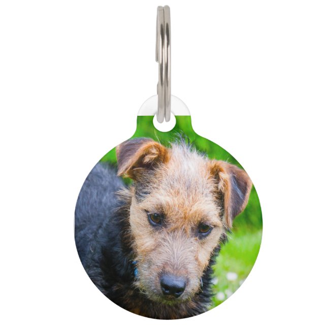 Médaillon Pour Animaux Terrier du Lakeland. (Devant)