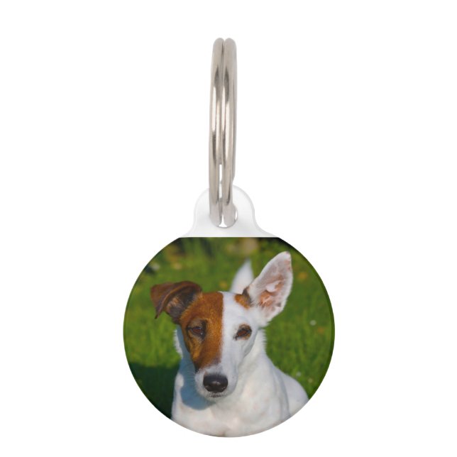 Médaillon Pour Animaux Tervueren Fox-Terrrier. (Devant)