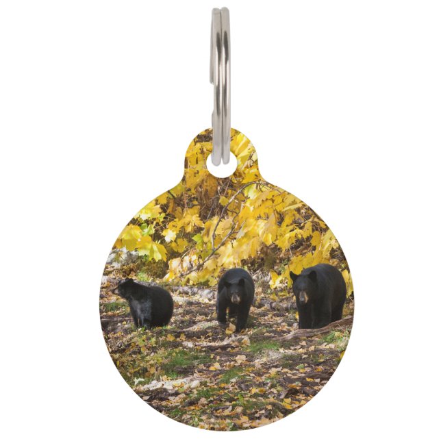 Médaillon Pour Animaux Trois ours (Devant)