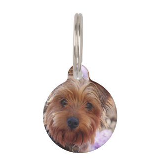 Médaillon Pour Animaux Yorkshire Terrier